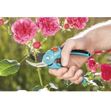 Gartenschere schneidet Rosenzweig