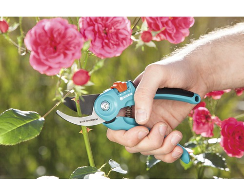 Gartenschere schneidet Rosenzweig