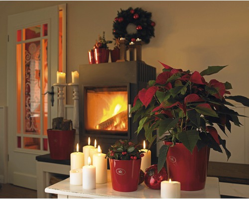 Weihnachtliche Dekoration mit Kamin, Adventskranz und Weihnachtssternen in roten Übertöpfen