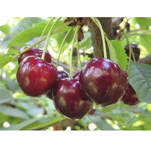 Bio Süßkirsche 'Sunburst' selbstfruchtend FloraSelf Bio Prunus avium 'Sunburst' Stammhöhe 40 cm Gesamthöhe ca. 60-80 cm Co 5 L Terrasse-thumb-0