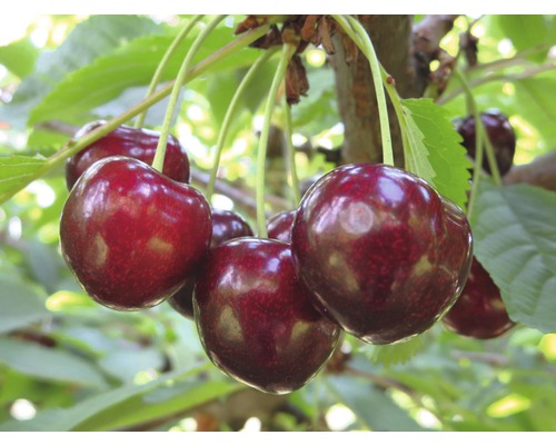 Bio Süßkirsche 'Sunburst' selbstfruchtend FloraSelf Bio Prunus avium 'Sunburst' Gesamthöhe 120-150 cm Co 7,5 L Halbstamm