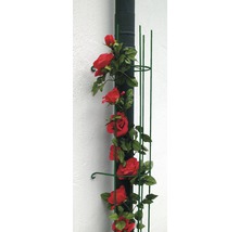 Rankhilfe mit Rosen an einem Fallrohr