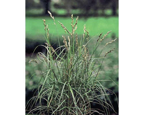 Palmwedel-Segge FloraSelf Carex muskingumensis H 10-70 cm Co 0,6 L