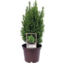gelbe Scheinzypresse FloraSelf Chamaecyparis lawsoniana 'Ellwood's Gold' H 20-30 cm Co 2 L