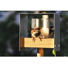 Vogelhaus mit Spatz und Meise beim Fressen