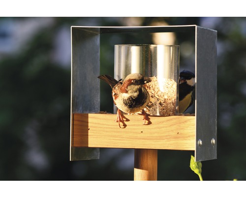 Vogelhaus mit Spatz und Meise beim Fressen