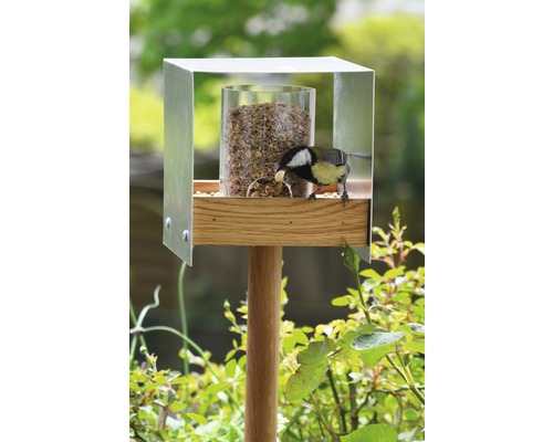 Vogel an Vogelhaus aus Holz, Edelstahl und Acrylglas mit Futtersamen