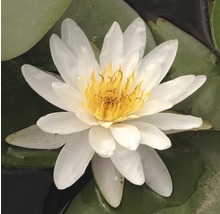 Weiße Seerose mit gelber Blüte auf einem Seerosenblatt