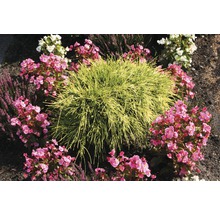 Faden-Zypresse FloraSelf Chamaecyparis pisifera 'Sungold' H 15-20 cm Co 2 L