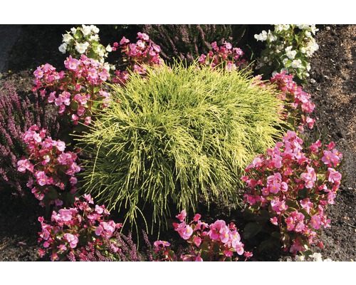 Szene mit Ziersträuchern und Begonien in einem Gartenbeet