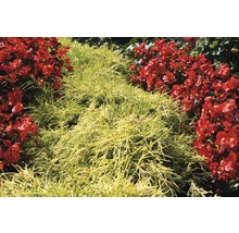 Faden-Zypresse FloraSelf Chamaecyparis pisifera 'Sungold' H 15-20 cm Co 2 L