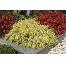 Faden-Zypresse FloraSelf Chamaecyparis pisifera 'Sungold' H 15-20 cm Co 2 L