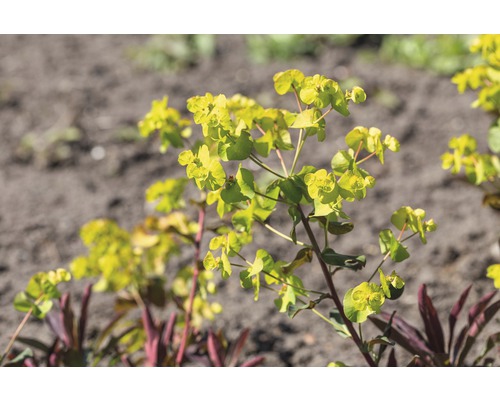 Wolfsmilch-Pflanze mit gelben Blüten im Garten