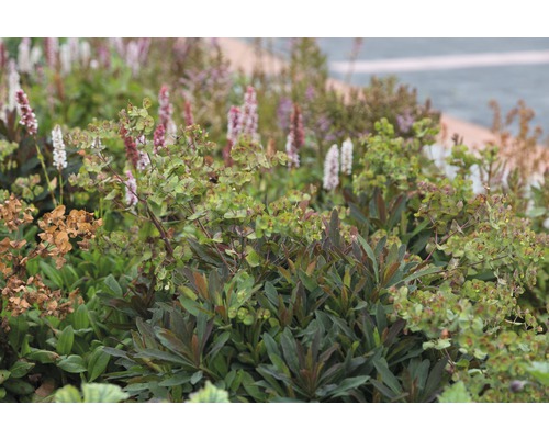 Rotblättrige Wolfsmilch FloraSelf Euphorbia amygdaloides 'Purpurea' H 5-30 cm Co 0,5 Nahaufnahme von Gartenpflanzen und Blumen