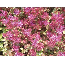 Kaukasische Fetthenne FloraSelf Sedum spur. 'Fuldaglut' H 5-10 cm Co 0,5 L