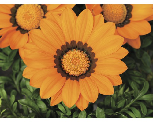 Gazanie mit Blütenblättern