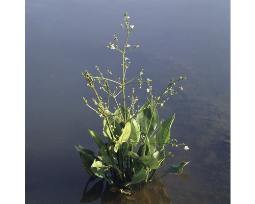 Gewöhnlicher Froschlöffel FloraSelf Alisma plantago 'Aquatica' H 15-25 cm weiß Korb 2,5 L
