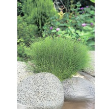 Nadelsimse FloraSelf Eleocharis palustris H 10-20 cm Co 0,6 L