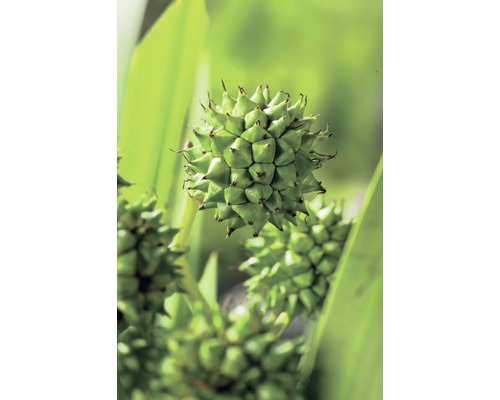Großer Igelkolben FloraSelf Sparganium erectum H 10-100 cm Co 0,6 L