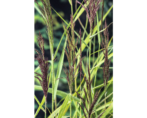 Chinaschilf mit Halmen und Blättern im Detail