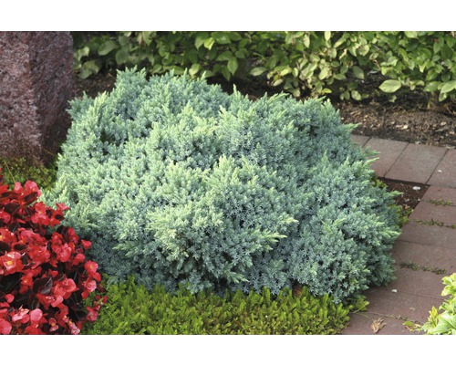 Wacholderbusch im Gartenbeet