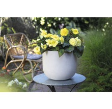 Gelbe Begonien in einem Blumentopf auf einem Gartentisch mit Rattansessel im Hintergrund.
