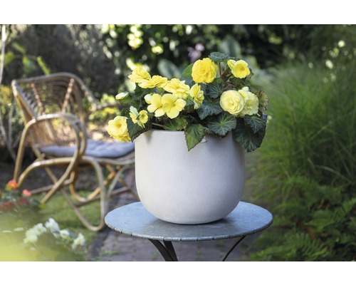 Gelbe Begonien in einem Blumentopf auf einem Gartentisch mit Rattansessel im Hintergrund.