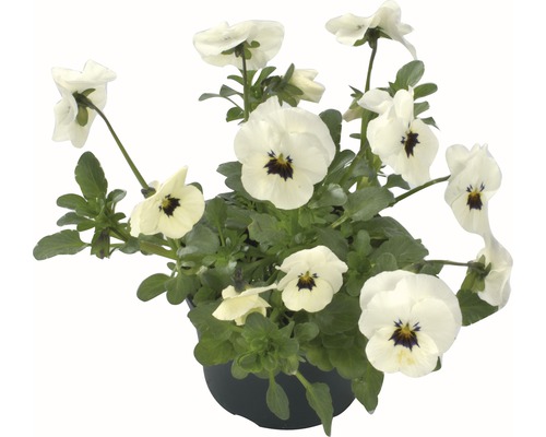 Hornveilchen Viola cornuta Ø 9 cm Topf zufällige Sortenauswahl Hornveilchen Viola cornuta Ø 9 cm Topf zufällige Sortenauswahl