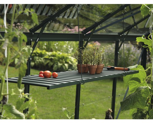 Gewächshaus Innenansicht mit Regalboden, Pflanzen und Tomaten