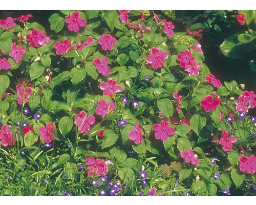 Beet mit Fleissigen Lieschen und Männertreu im Garten