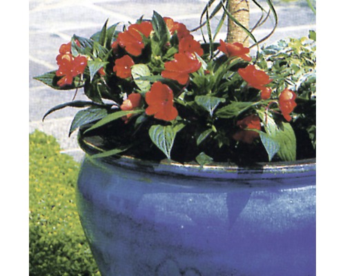 Blumentopf aus Keramik mit roten Blumen