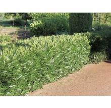 Kirschlorbeer 'Caucasica' FloraSelf Prunus laurocerasus 'Caucasica' H 80-100 cm Co 10 L Mindestbestellmenge 13 Stk. für ca. 5 m Hecke-thumb-4