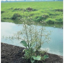 Rundblätriger Froschlöffel FloraSelf Alisma parviflora H 10-80 cm Co 3 L