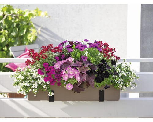 Blumenkasten mit verschiedenen Blumen auf einem Balkon