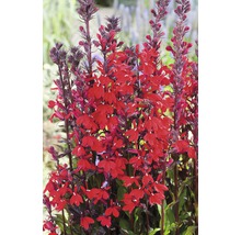Kardinals-Lobelie FloraSelf Lobelia cardinalis H 15-25 cm Co 3 L