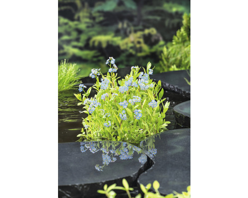 Vergissmeinnicht in einem Teich mit Steinplatten