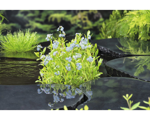 Szene mit Bachnelkenwurzen, die auf Steinen im Wasser wachsen.