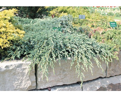 Bodenwacholder FloraSelf Juniperus squamata 'Blue Carpet' H 20-30 cm Co 2 L
