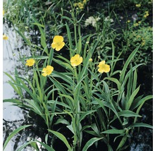 Zungen-Hahnenfuß FloraSelf Ranunculus lingua H 10-60 cm Co 3 L