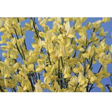 Gelber Ginster FloraSelf Cytisus scoparius 'Luna' H 40-60 cm Co 2 L