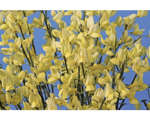 Gelbe Blüte vor blauem Hintergrund