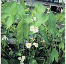 breitblättriges Pfeilkraut Sagittaria latifolia H 10-50 cm 18x18 cm Korb