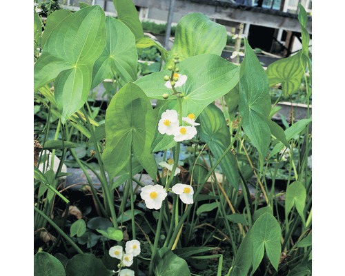 breitblättriges Pfeilkraut Sagittaria latifolia H 10-50 cm 18x18 cm Korb