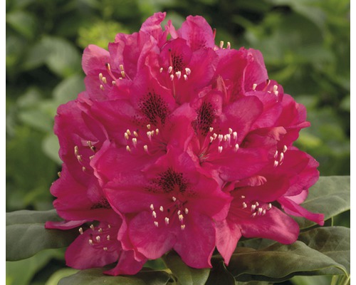 Großblumige Alpenrose FloraSelf Rhododendron Hybride rot H 30-40 cm Co 5 L