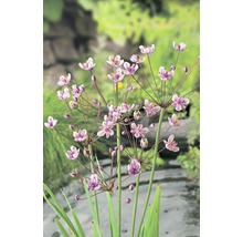Blühende Schwanenblume im Garten