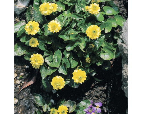 Gefüllte Sumpfdotterblume FloraSelf Caltha palustris 'Multiplex' H 10-40 cm Co 3 L