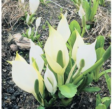 Weiße Scheinkalla FloraSelf Lysichiton camtschatcensis H 10-60 cm Co 3 L