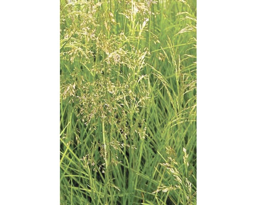 Rasen Schmiele FloraSelf Deschampsia cespitosa H 10-40 cm T 14 cm