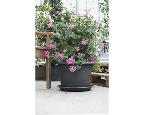 Geranie in einem Topf mit Untersetzer