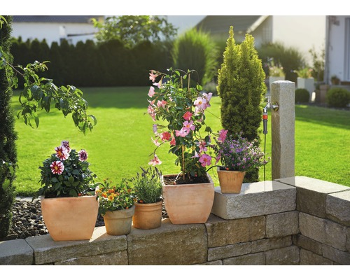 Blumen und Pflanzen in Töpfen auf einer Gartenmauer